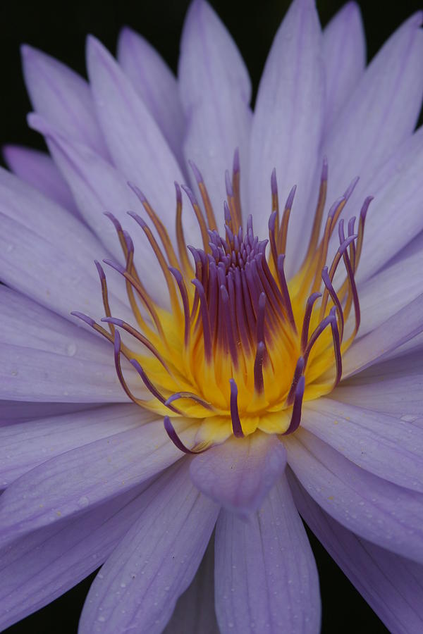 Purple Flower Photograph - Purple flower by Linda Russell