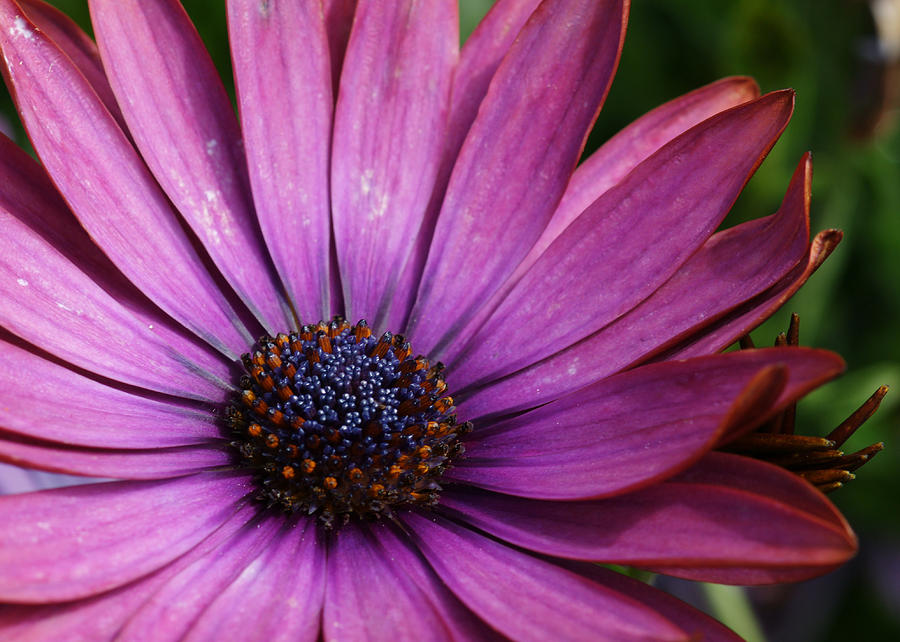 Purple Flower Macro 2 Photograph by Edward Myers