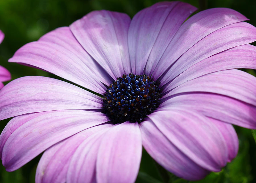 Nature Photograph - Purple Flower Macro by Edward Myers