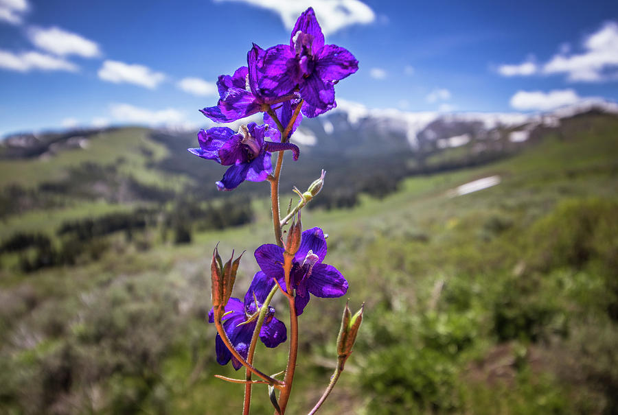 Purple Flower Majesty Photograph by Dana Foreman