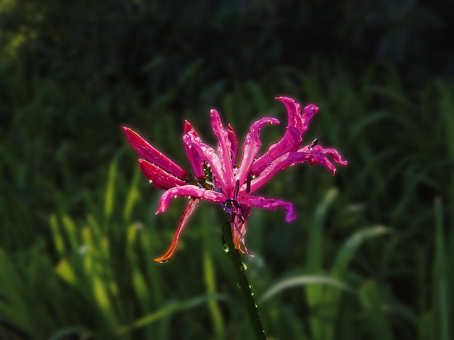 Flowers Still Life Photograph - Purple by Mark Blauhoefer