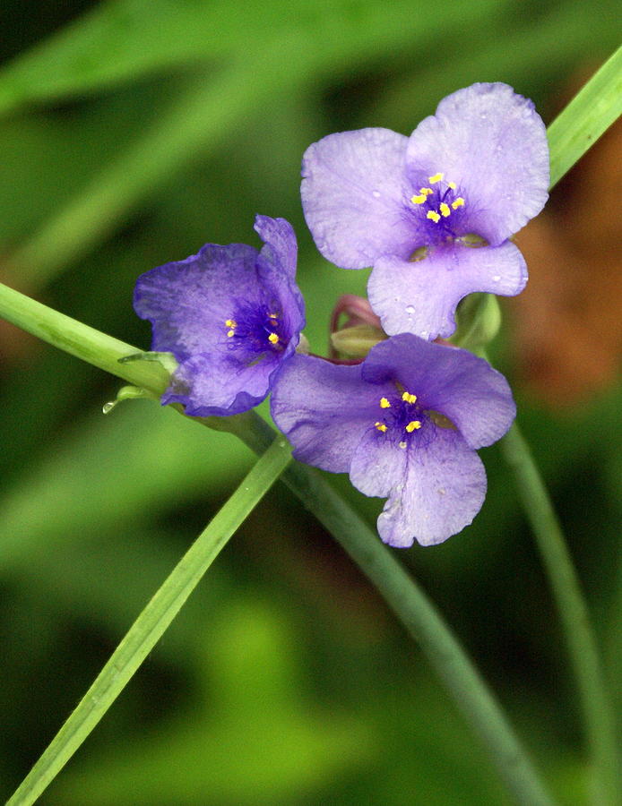Purple Flower Photograph by Marty Koch