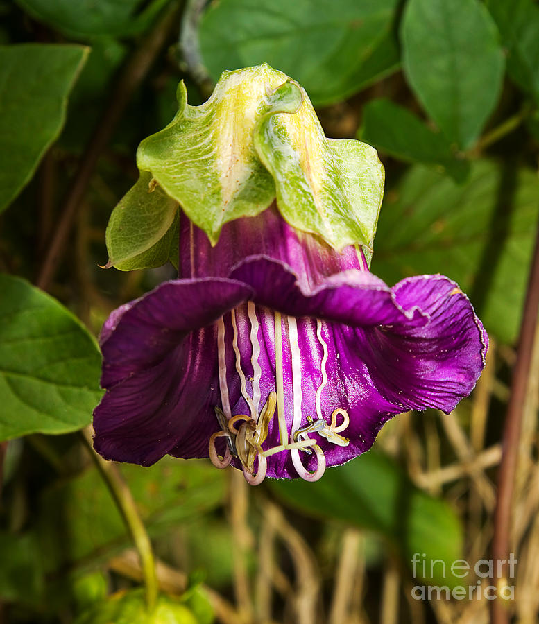 Purple Flower of the Vine known as Cathedral Bells Photograph by Louise Heusinkveld