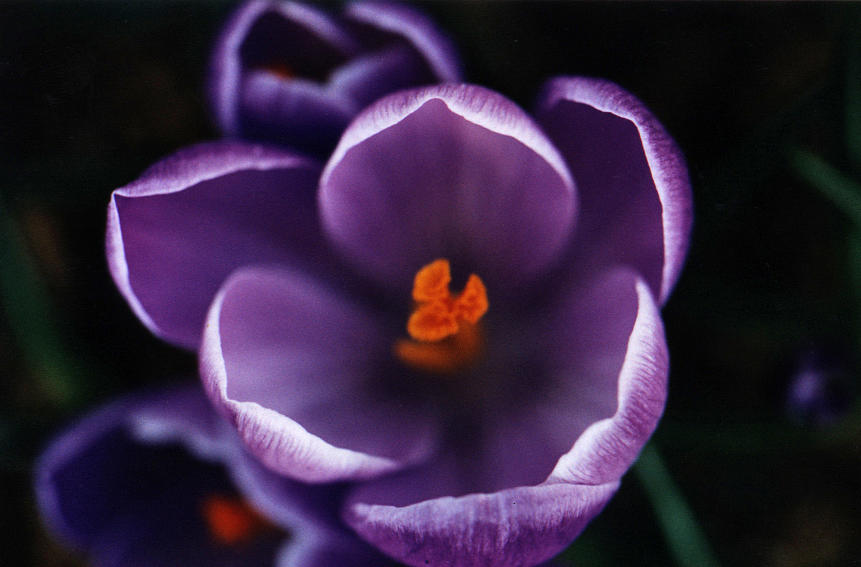 Purple Flower Photograph by Pelo Blanco Photo