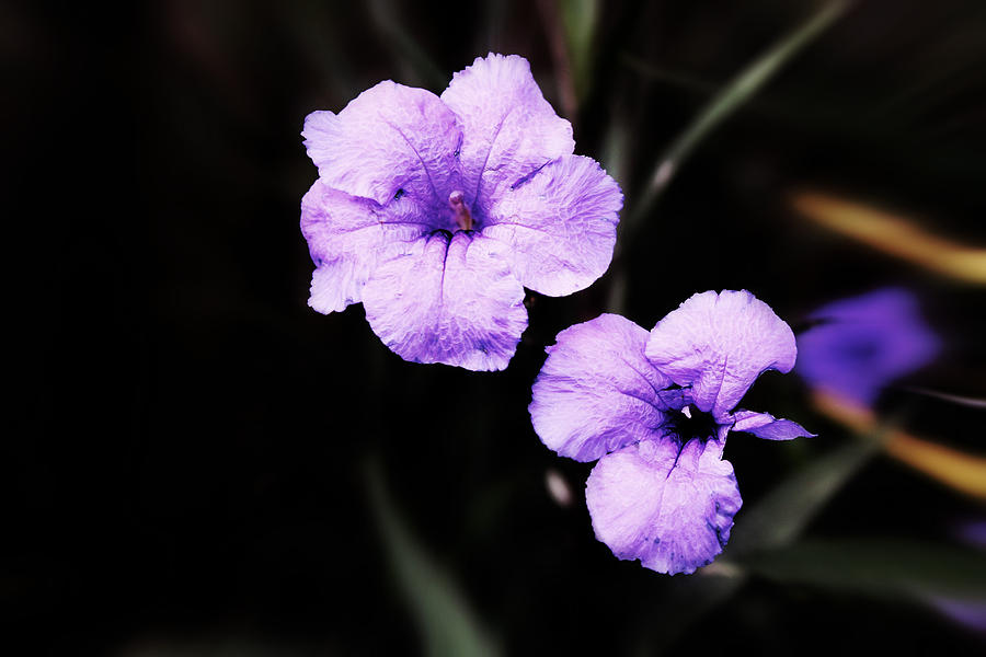 Purple Flower Power 2 Photograph by Audrey Robillard