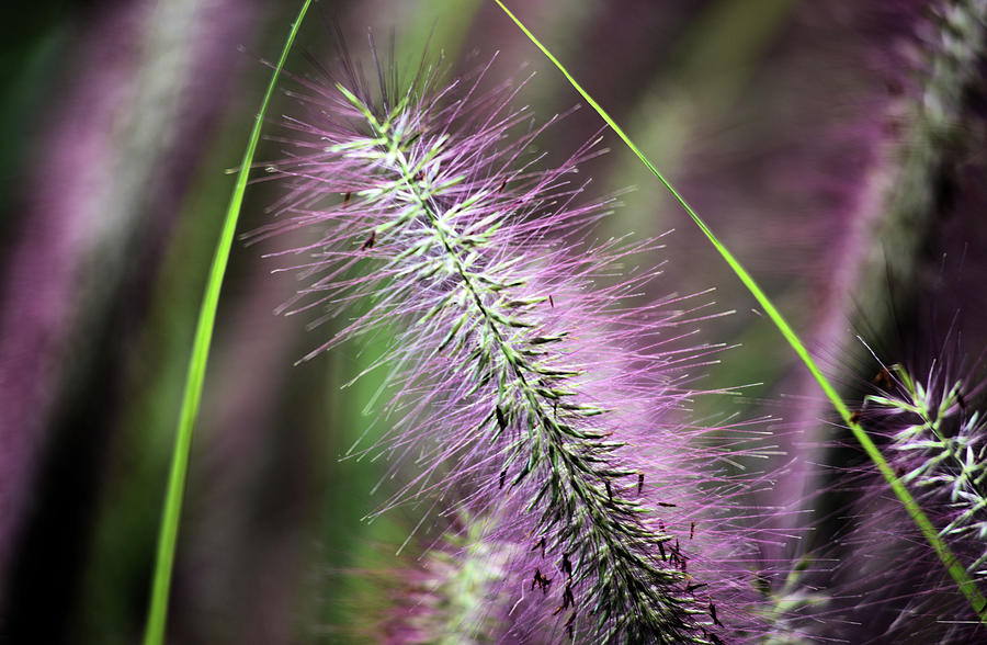 purple flower RBG Photograph by Douglas Pike