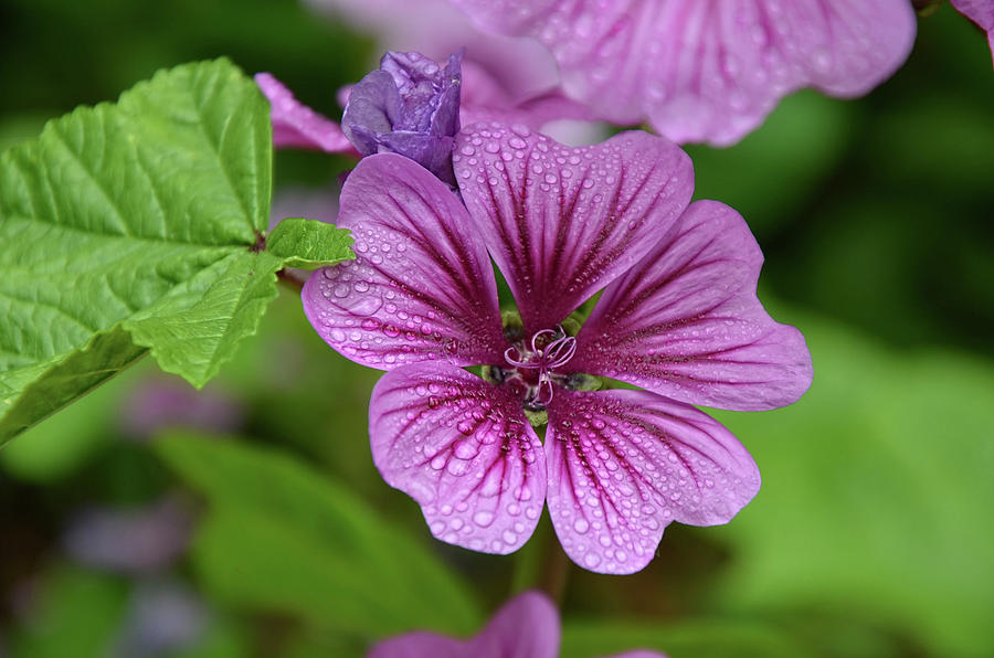 Purple flower Photograph by Ronda Ryan