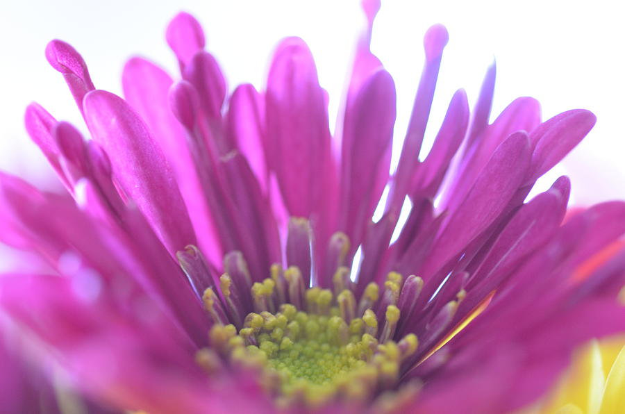 Purple Flower by Stella Marin Purple Flower by Stella Marin