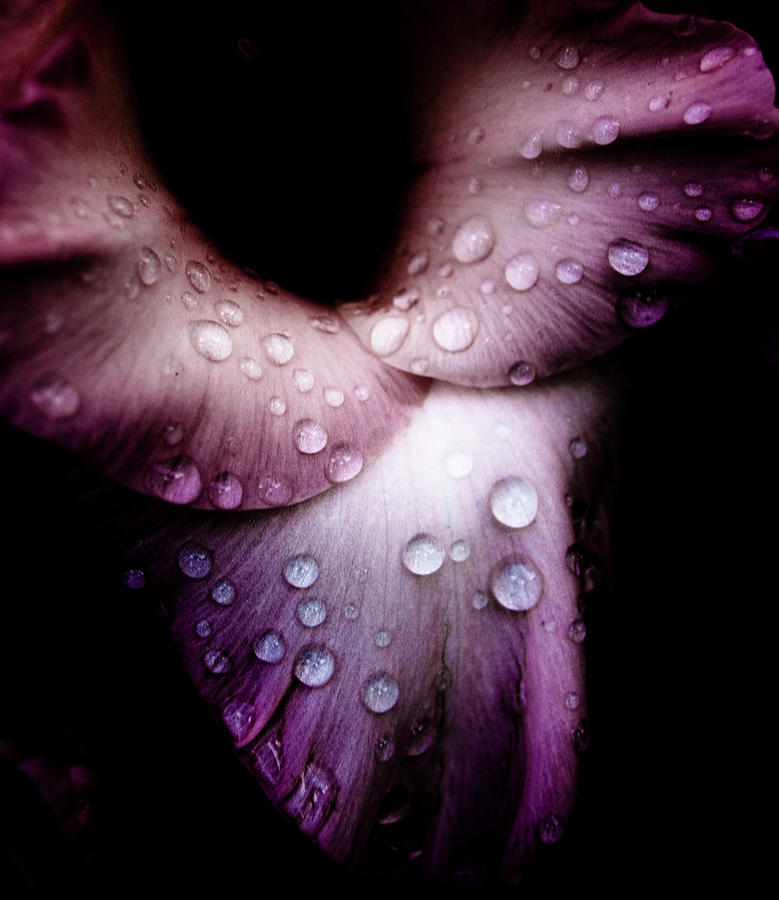 Purple Flower Photograph by Grebo Gray