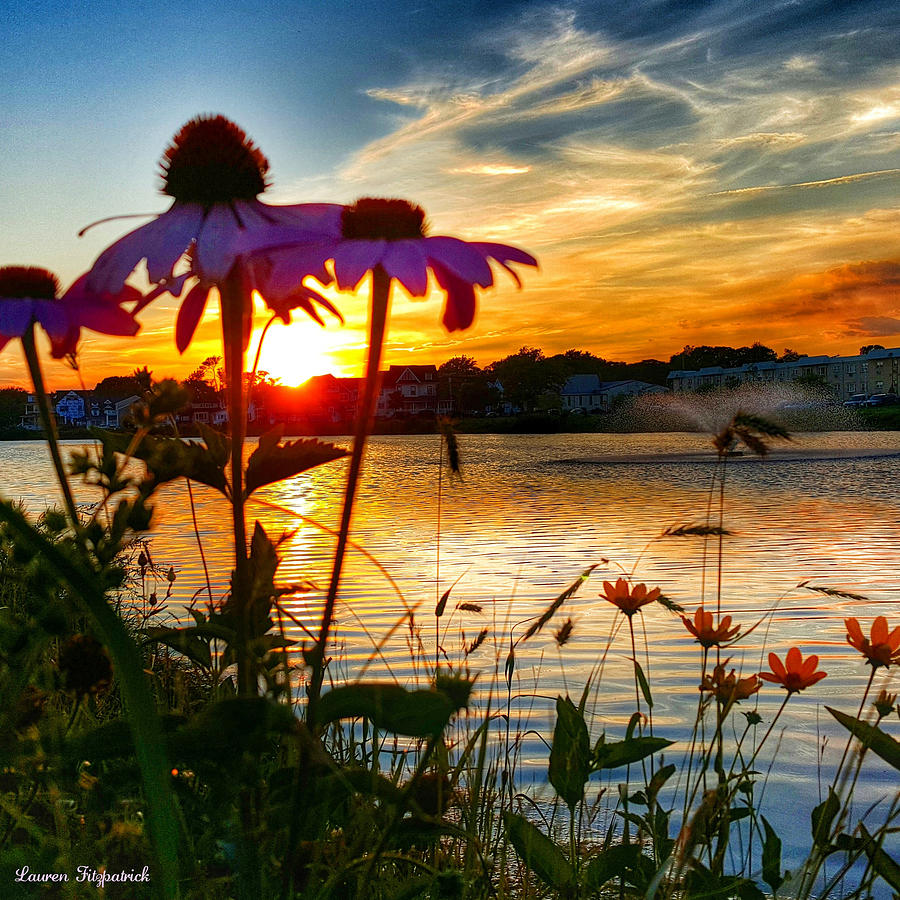 Sunset Photograph - Purple Flower Sunset by Lauren Fitzpatrick