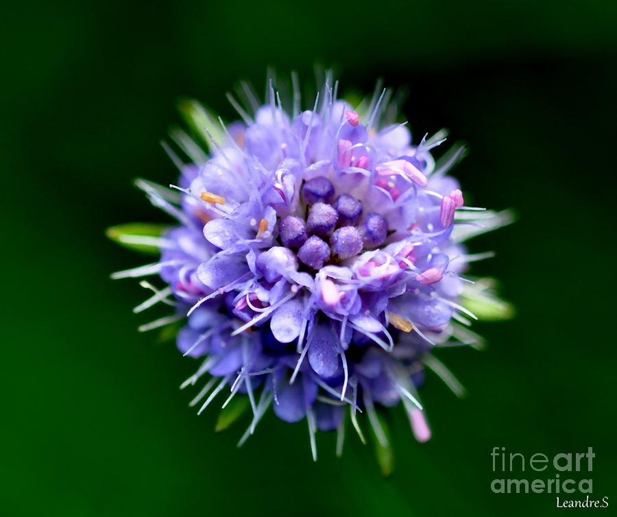 Purple Flower Photograph by Sylvie Leandre