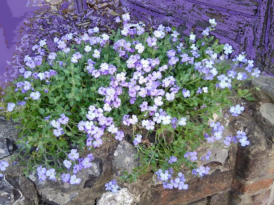 Spring Photograph - Purple Flower Textured Photo 1028B by Julia Woodman