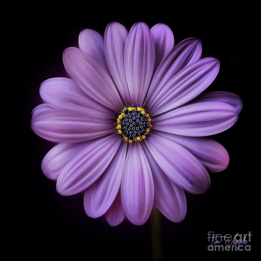 Purple Flower Photograph by Tim Wemple