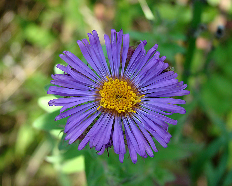 Purple Flower Photograph by Todd Zabel