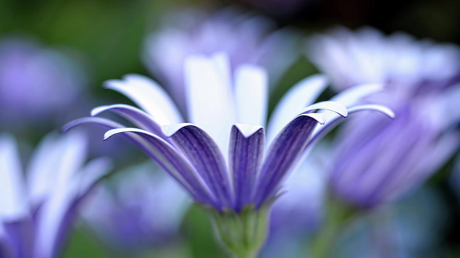 Purple Flower Photograph by Wendell Ward