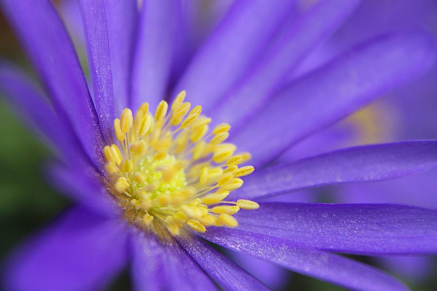 Purple flower yellow Pollen Photograph by Scott Hovind