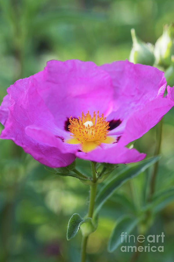 Purple Flowered Rock Rose  Photograph by Tim Gainey