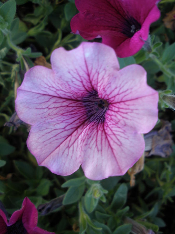 purple Floweres Photograph by Haydee Jaramillo - Fine Art America