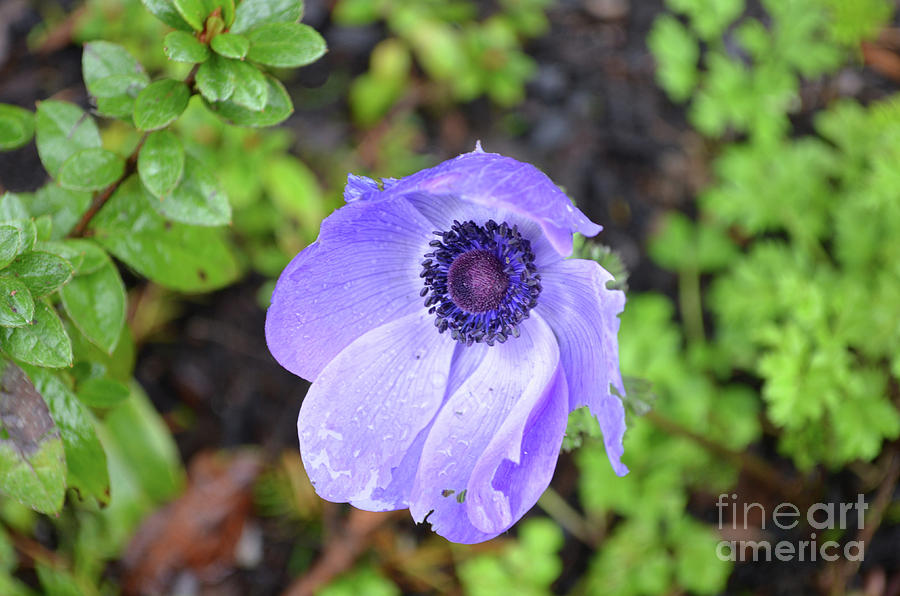 Flower Photograph - Purple Flowering Anemone Flower in a Lush Green Garden by DejaVu Designs