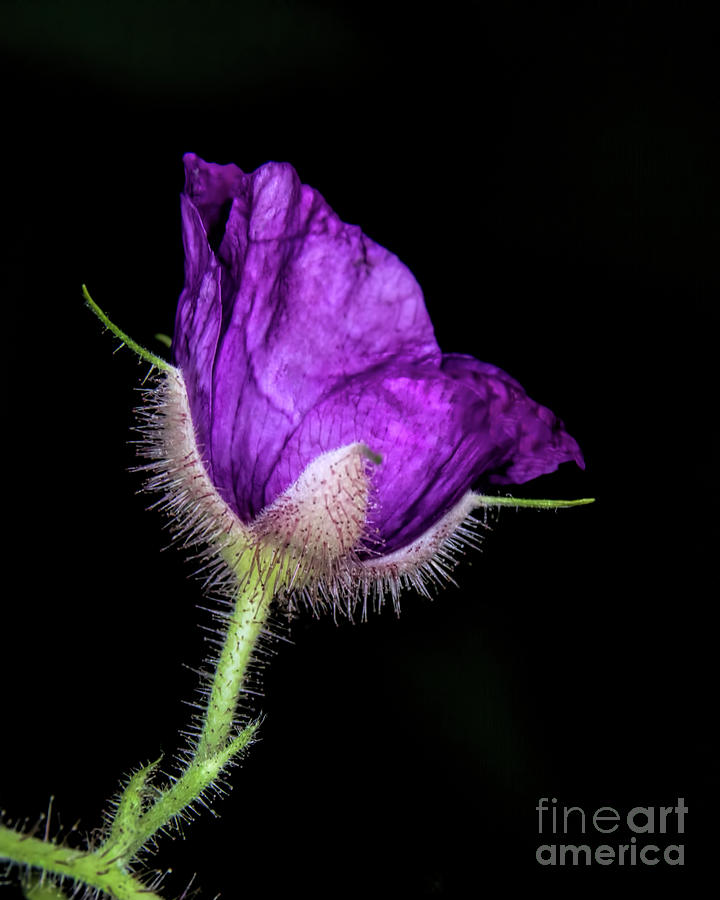 Purple Flower Photograph - Purple flowering Raspberry by Barbara Bowen