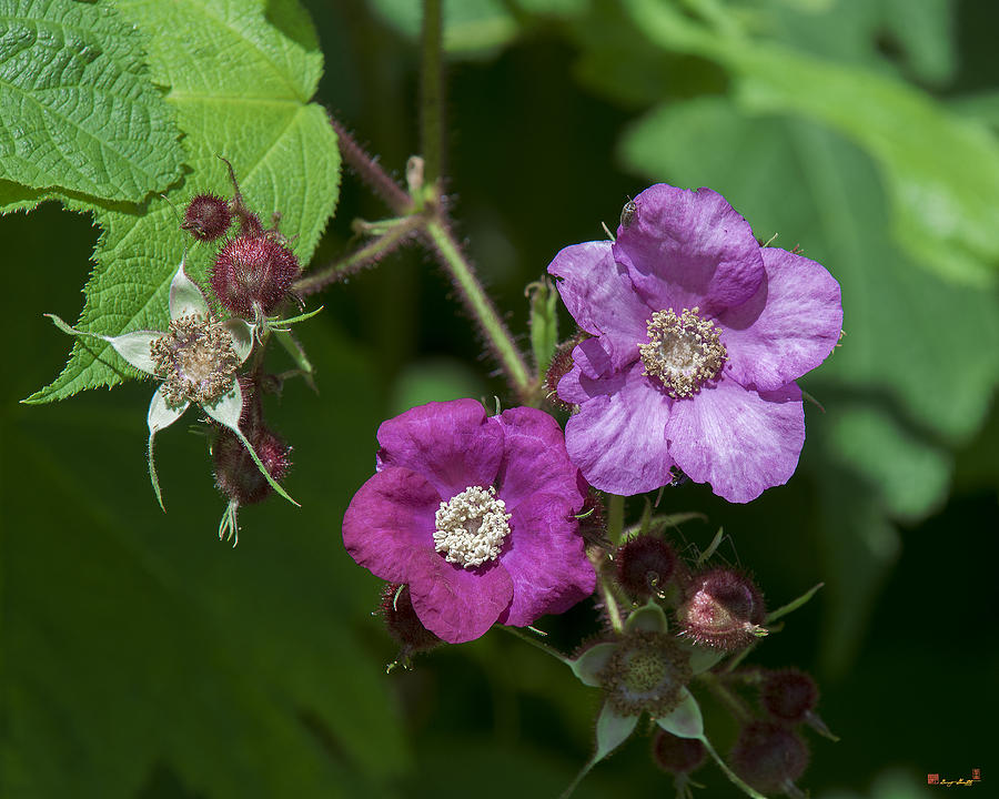 Purple-flowering Raspberry DSMF0222 Photograph by Gerry Gantt