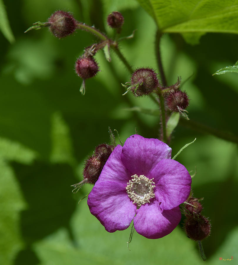 Purple-flowering Raspberry DSMF0224 Photograph by Gerry Gantt