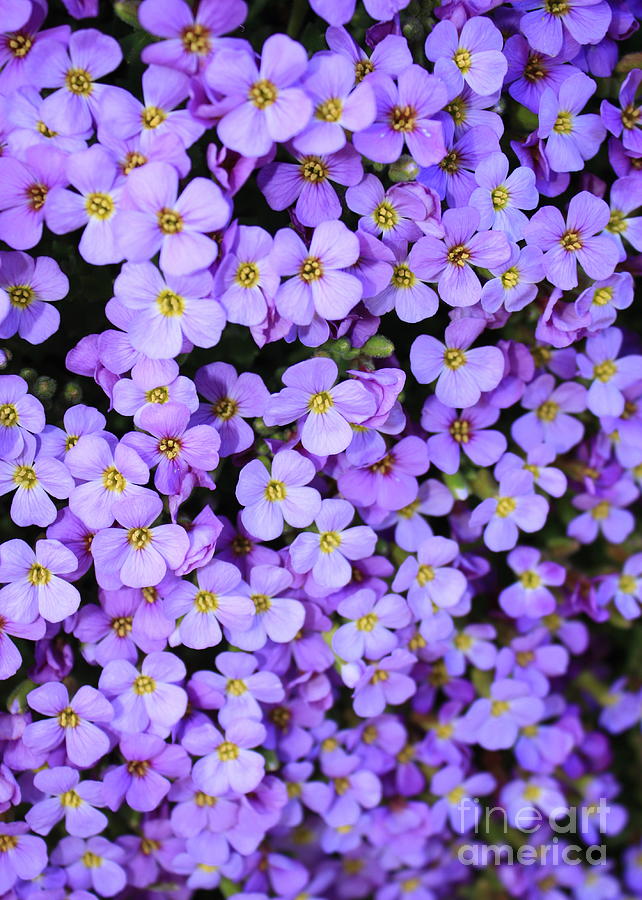 Purple Flowers - Rockcress Photograph