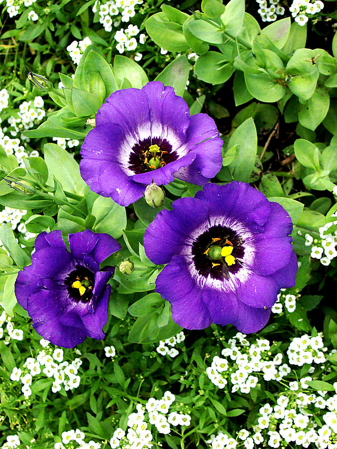 Purple Flowers 1 Photograph by Todd Zabel