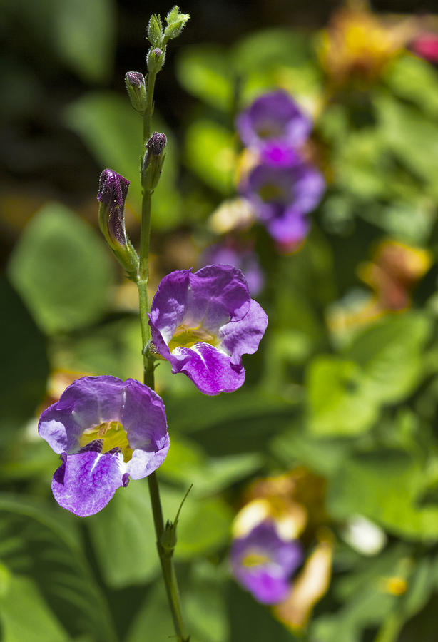 Purple Flowers 2 Photograph by Bob Slitzan