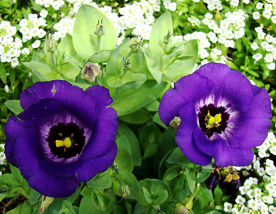 Purple Flowers 2 Photograph by Todd Zabel