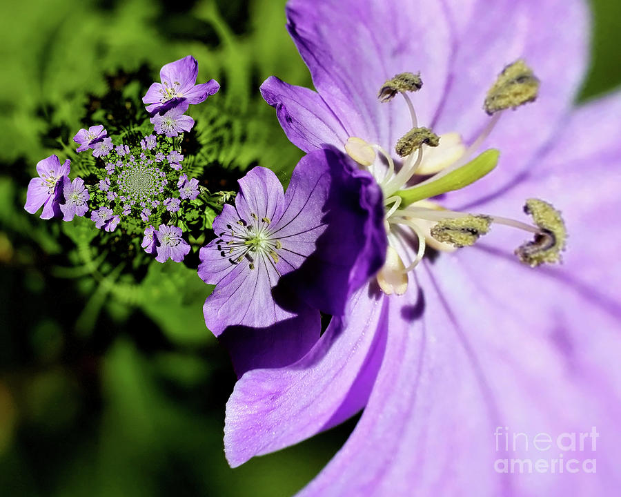 Purple Flowers Abstract Photograph by Smilin Eyes Treasures