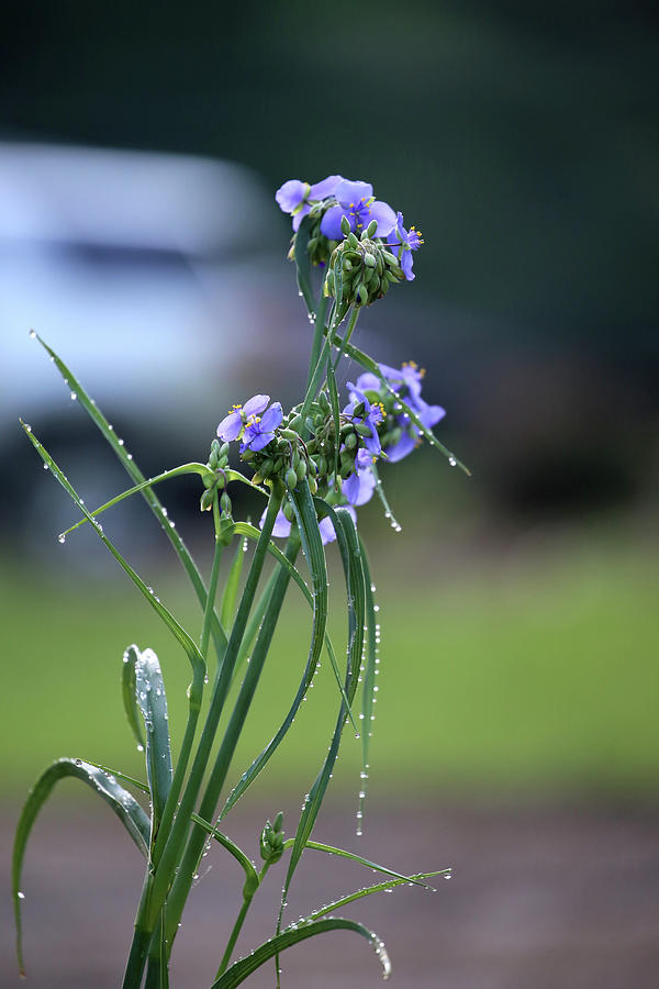 Purple Flowers After Rain Photograph by Theresa Campbell