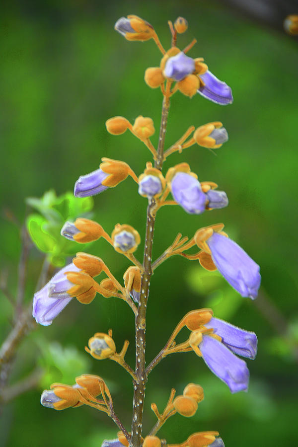 Purple Flowers Along the Appalachian Trail Photograph by Raymond Salani III