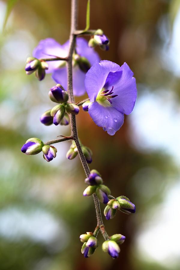 Purple Flowers and Buds Photograph by Carol Montoya