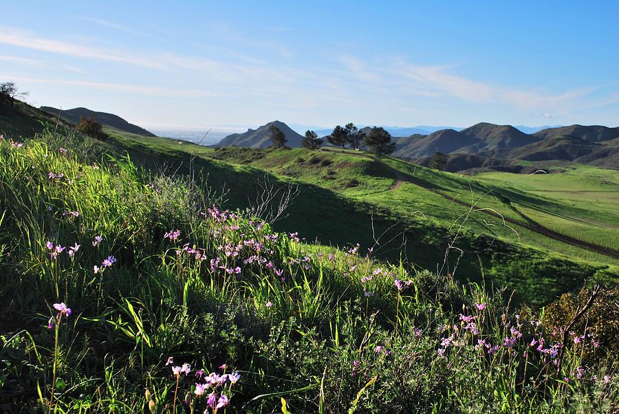 Tree Photograph - Purple Flowers and Green Hills Landscape by Matt Quest