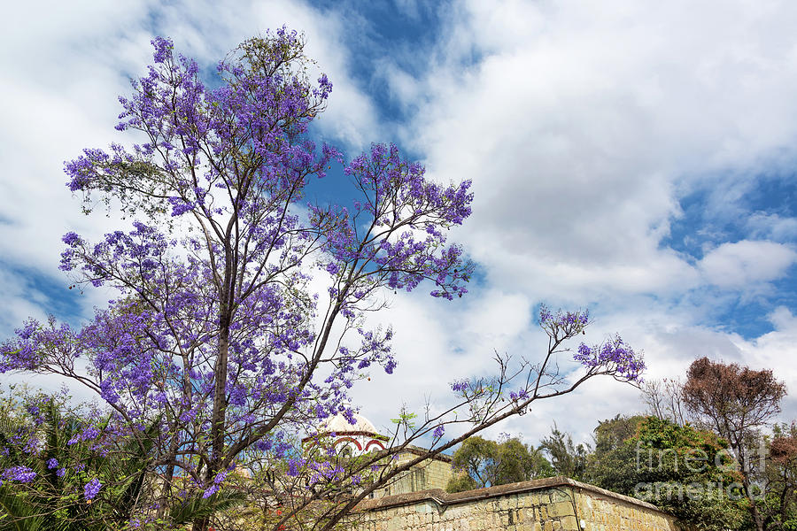 Purple Flowers and Sky Photograph by Jess Kraft