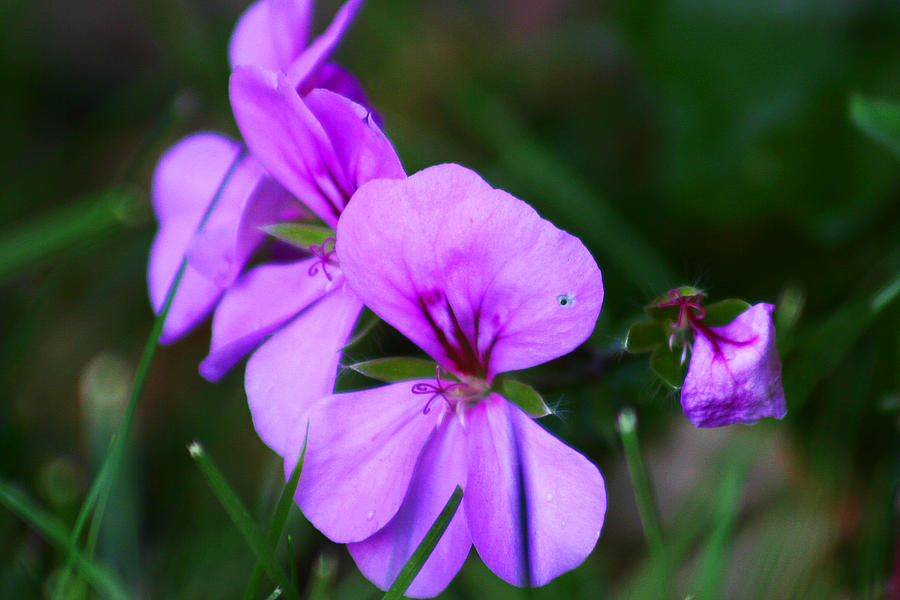 Purple Flowers Photograph by Anthony Jones