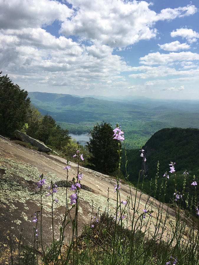 Purple Flowers at Table Rock Overlook Photograph by Kelly Hazel