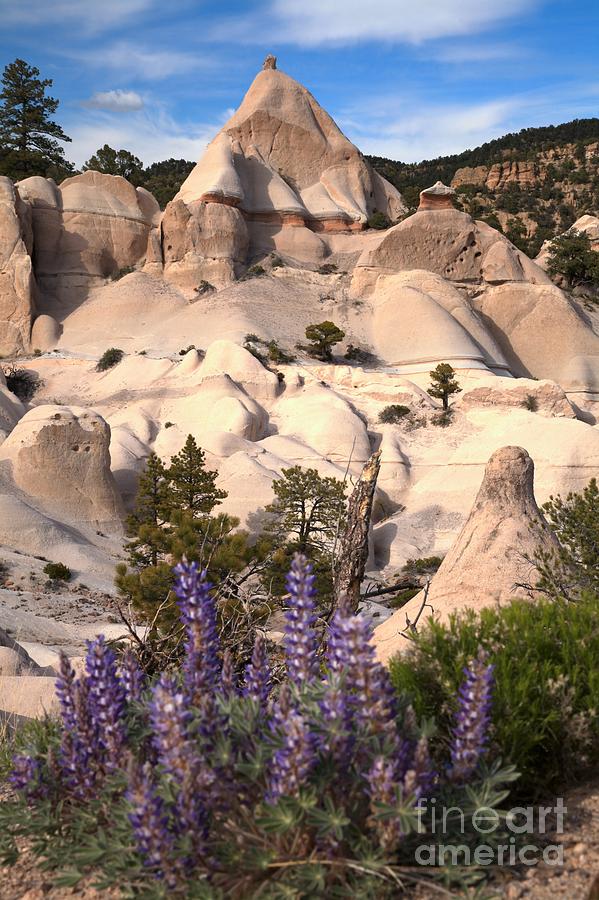Purple Flowers At Tent Rock Canyon Photograph by Adam Jewell