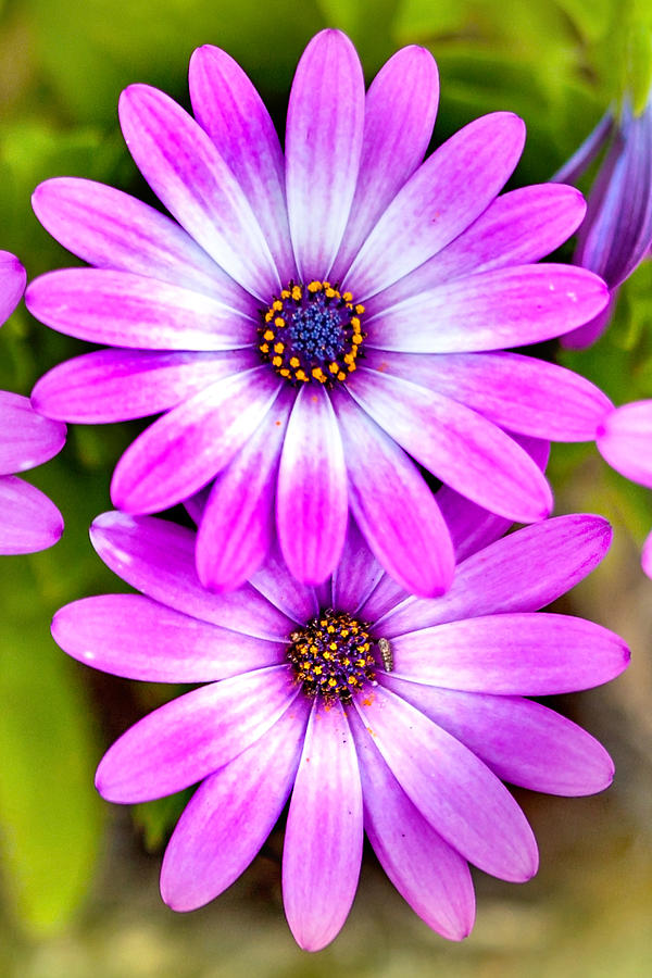 Purple Flowers Photograph