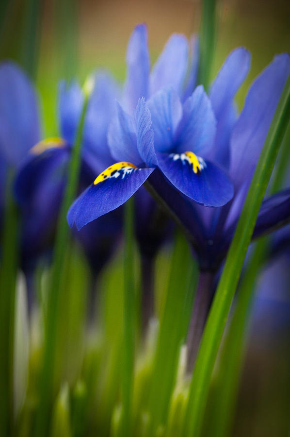 Purple Flowers Photograph by Catherine Lau