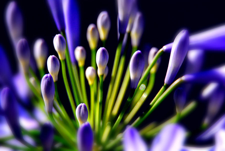 Purple Flowers Photograph by Craig Incardone
