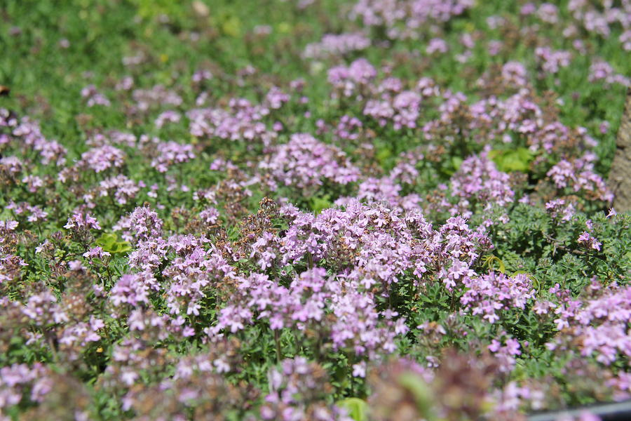 Purple Flowers Photograph by Danylo J - Fine Art America