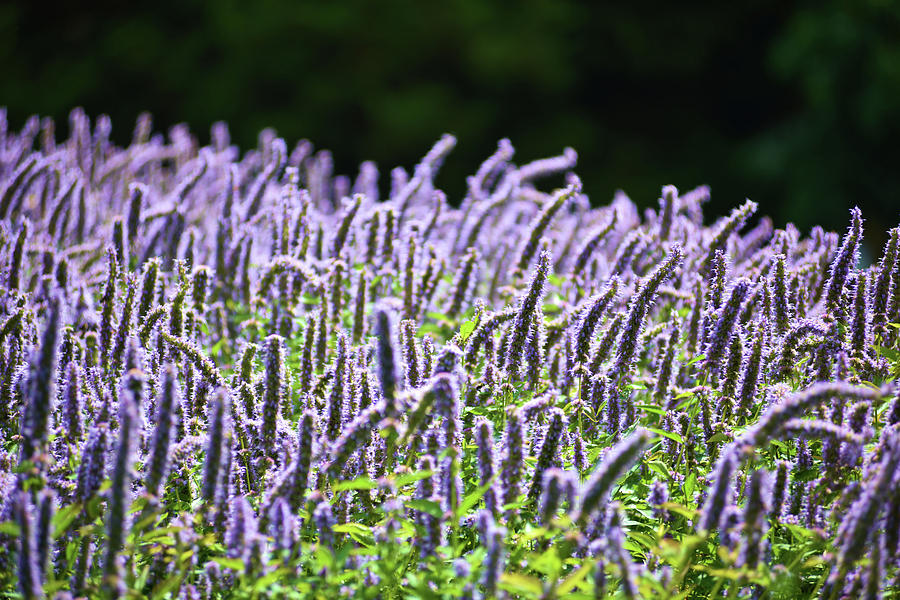 Purple Flowers Photograph by Douglas Pike