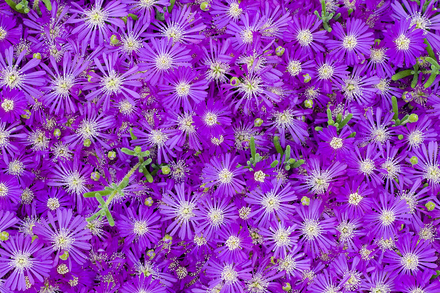 Purple Flowers Photograph by Frank Tschakert