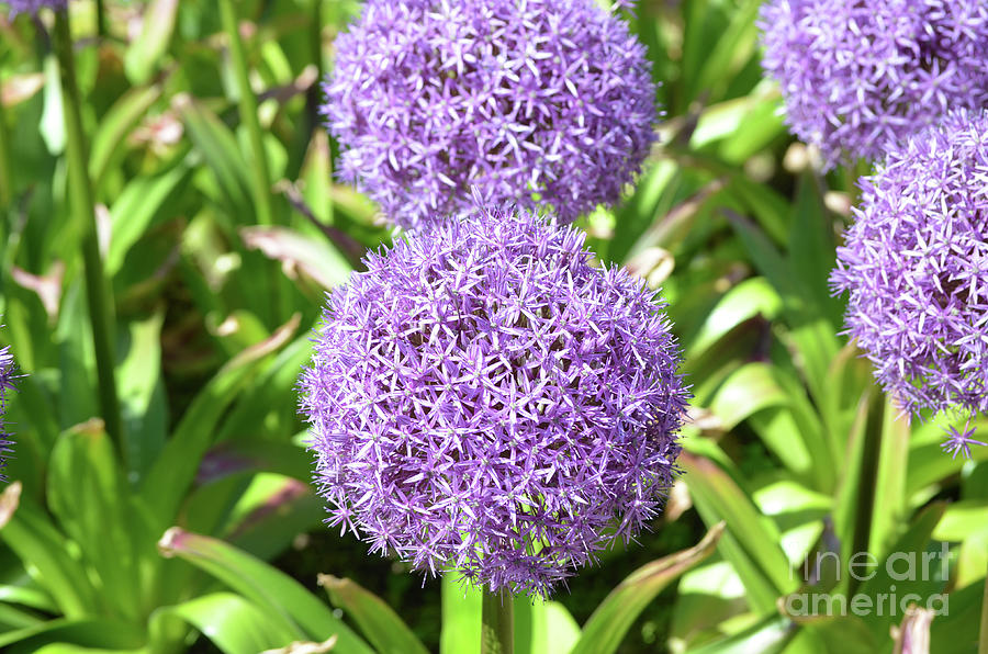 Purple Flowers in a Garden Photograph by DejaVu Designs