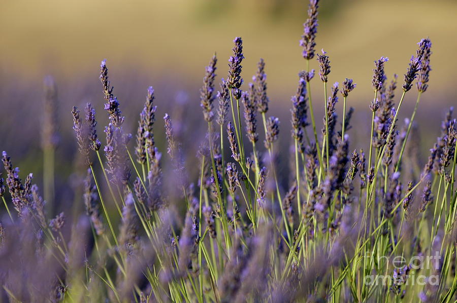 Flower Photograph - Purple flowers in a lavender field during summer by Sami Sarkis