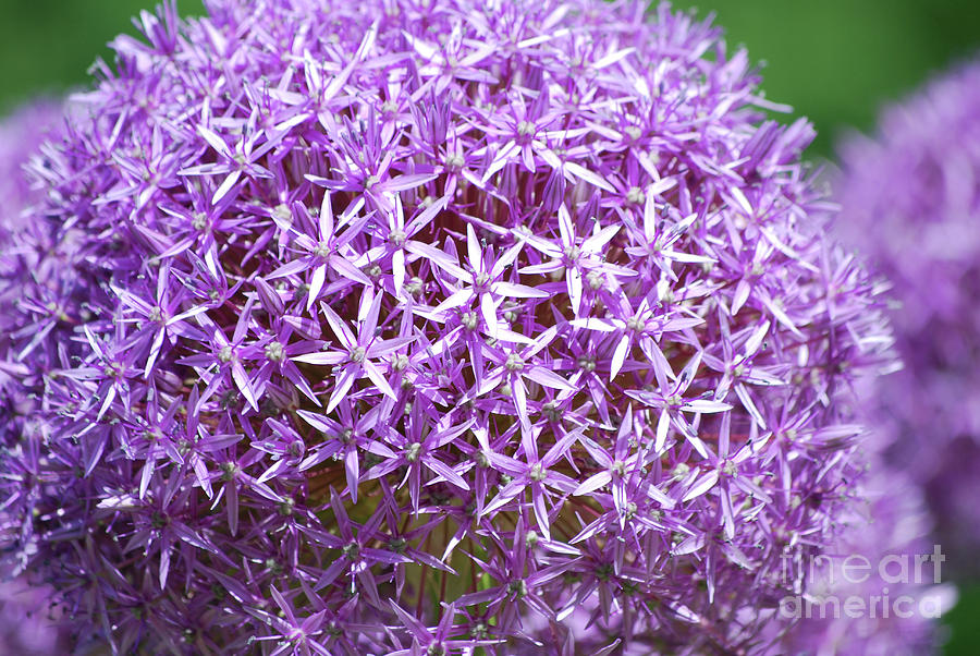 Purple Flowers in Bloom Photograph by DejaVu Designs