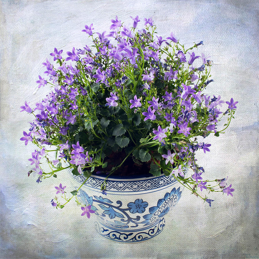 Purple Flowers In Pot Photograph by Catherine Lau
