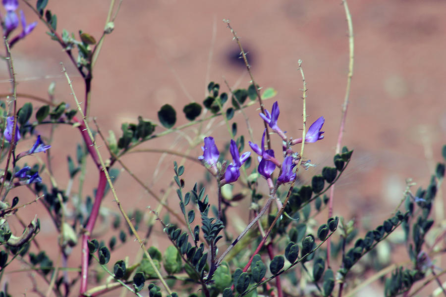 Purple Flowers In The Desert by Jodi Vetter Purple Flowers In The Desert by Jodi Vetter
